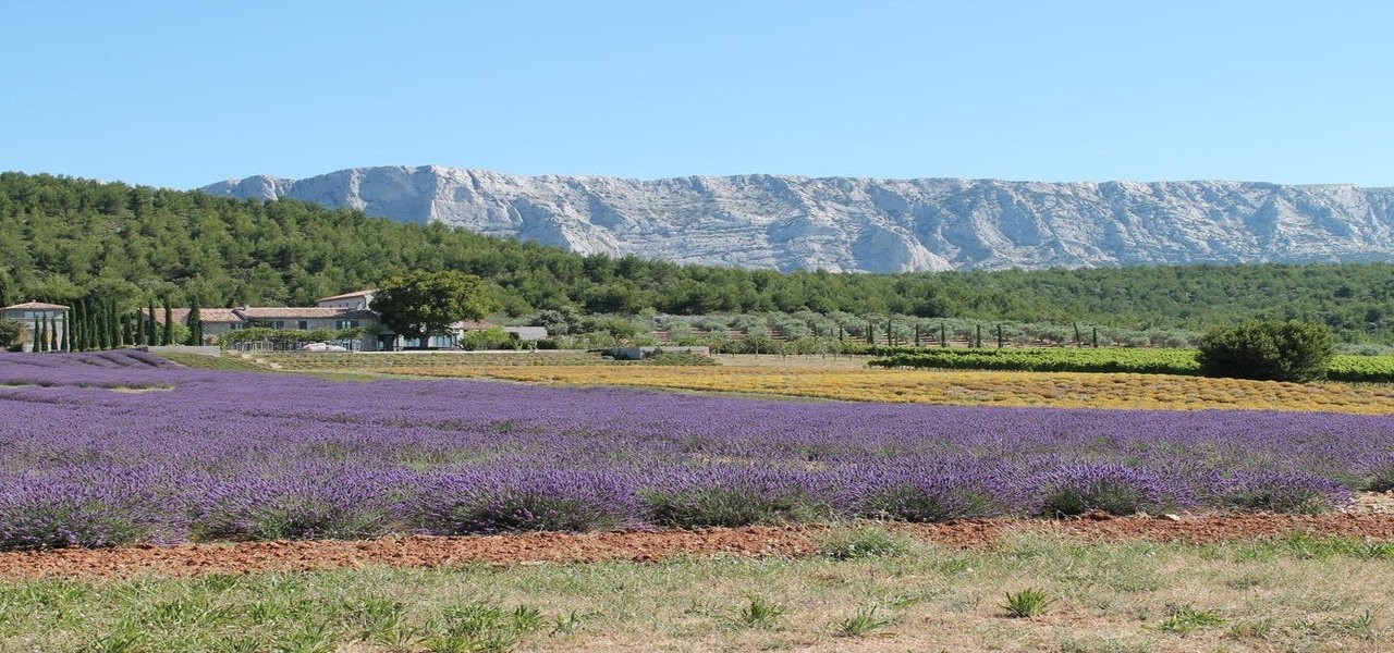 Local wine travel expert in Provence, France